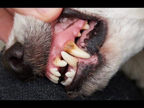 Clínicas Veterinarias en Los Molares: Guía Completa
