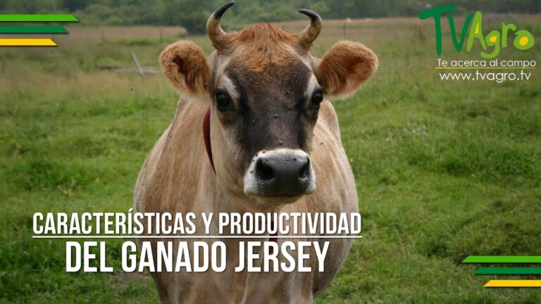 Registro de Marca Comercial en Las Cabezas de San Juan: Guía Práctica