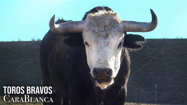 Plazas Famosas en Las Cabezas de San Juan