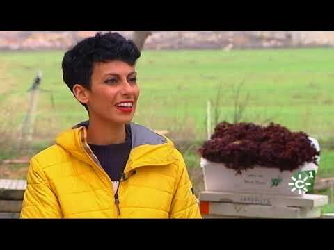Guía de tiendas de productos veganos en Utrera