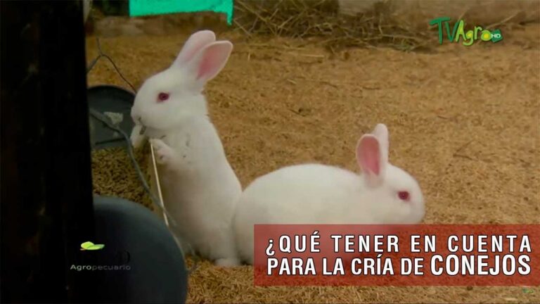 Gu&iacute;a de compra de productos para mascotas en Las Cabezas de San Juan